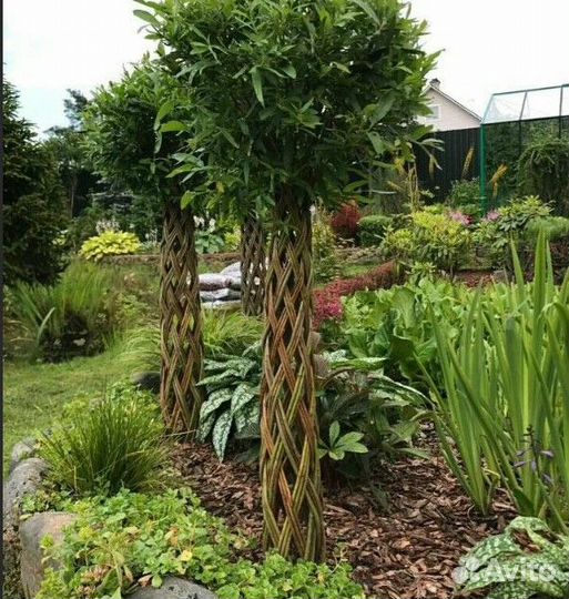 Плетеные деревья из ивы Русская Пальма