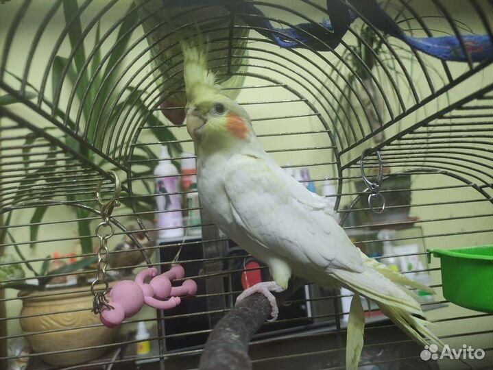 Попугай корелла