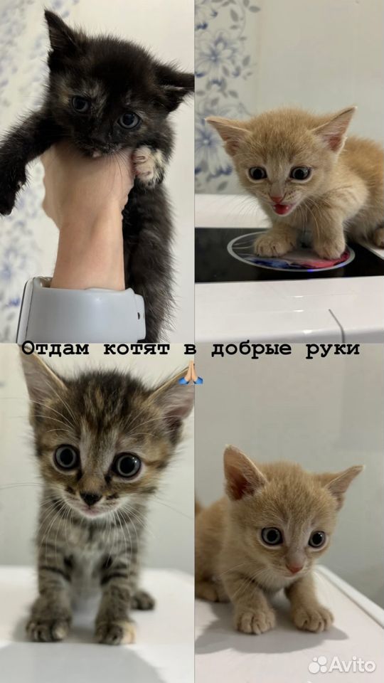 Отдам в добрые руки котят