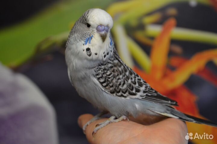 Птенцы Выставочного Волнистого Попугая (ввп, чехи)