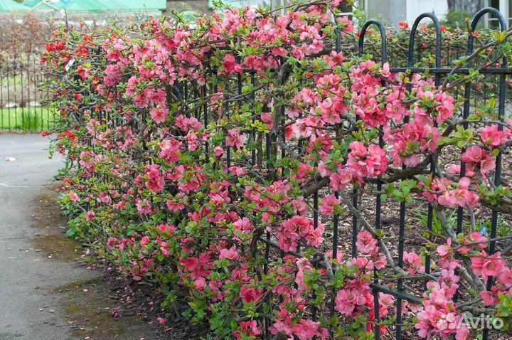 Айва японская Пинк Леди