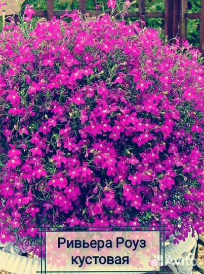 Лобелии, хризантема мультифлора