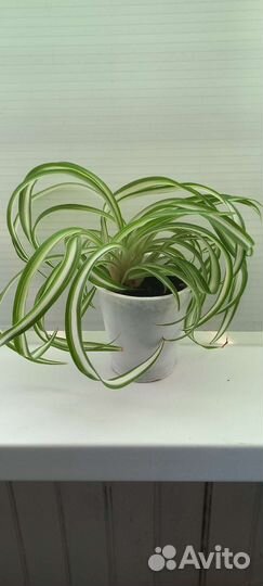 Хлорофитум хохлатый