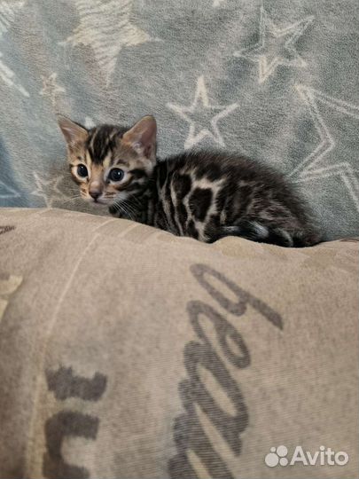 Продажа бенгальских котят