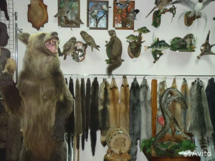 Шкурка Норка