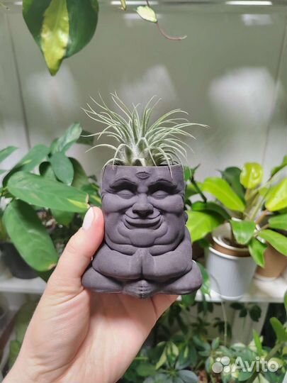 Тилландсия в кашпо Будда