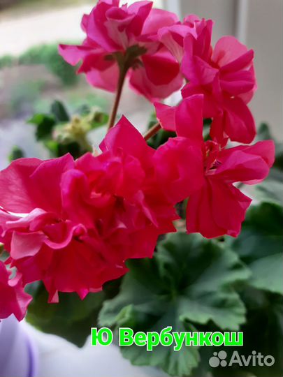 Пеларгония герань сортовая