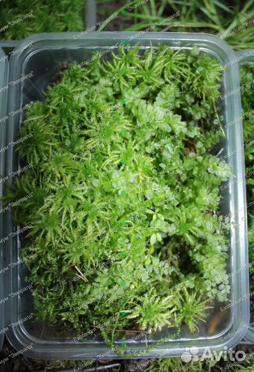 Мох сфагнум и другие виды Кора и блоки разное