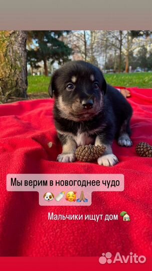 Щенки в добрые руки