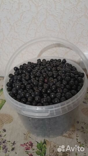 Черноплодная рябина