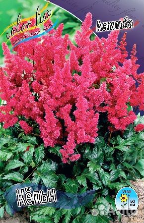 Астильбы,лилейники