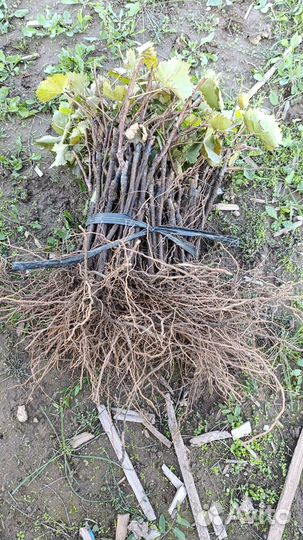 Привитые виноградные саженцы сорт