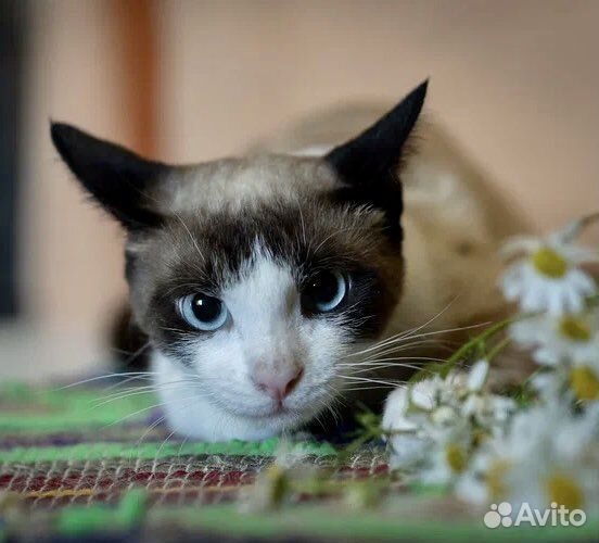 Тайский кот подросток в добрые руки