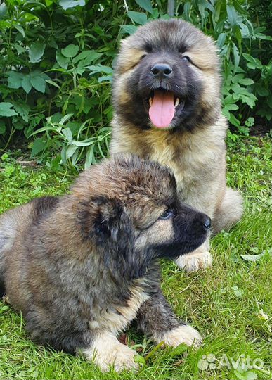 Щенки кавказской овчарки (мальчики)