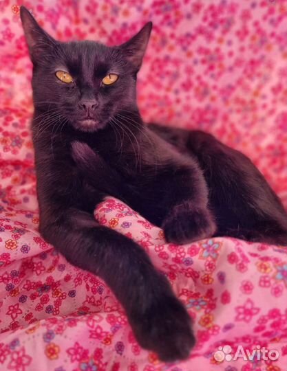 Черная кошка - пантера