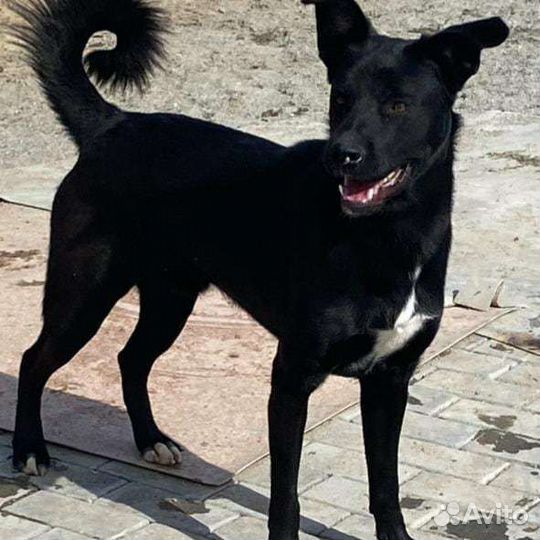 Собака в добрые руки щенок