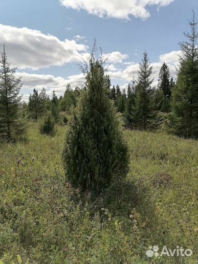 Можжевельник саженцы