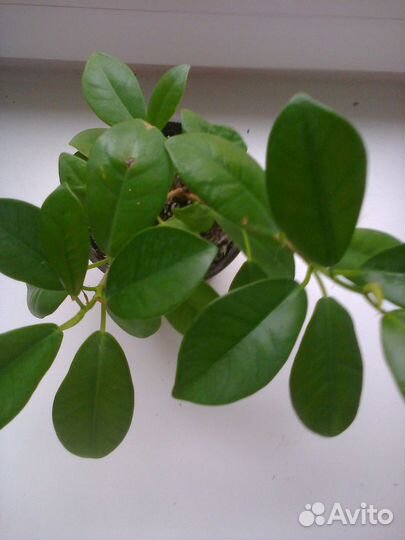 Фикусы Микрокарпа Мокламэ
