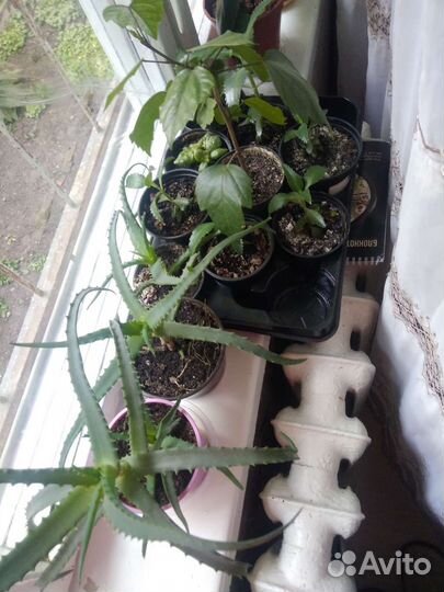 Алое алоэ каланхоэ лечебные