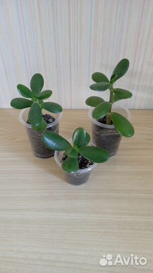 Денежное дерево и дерево любви