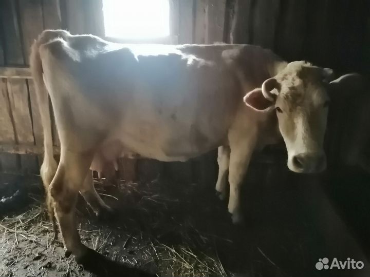 Корова стельная дойная