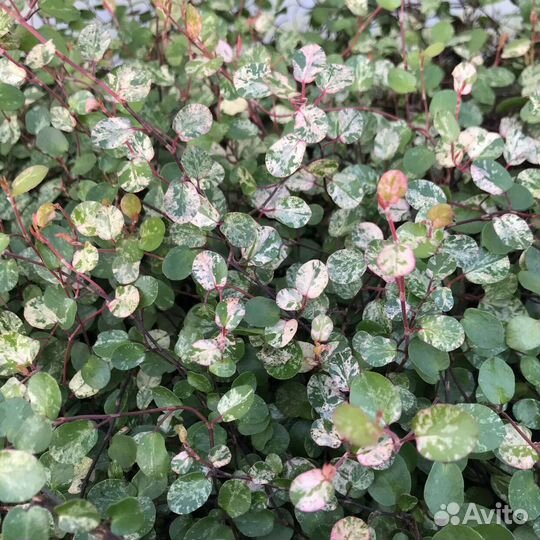 Мюленбекия пестролистная