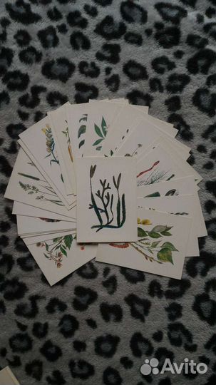 Открытки с растениями СССР Юному ботанику, 1980 г