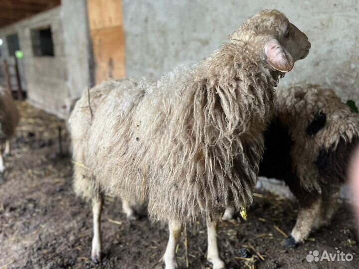 Овцы бараны