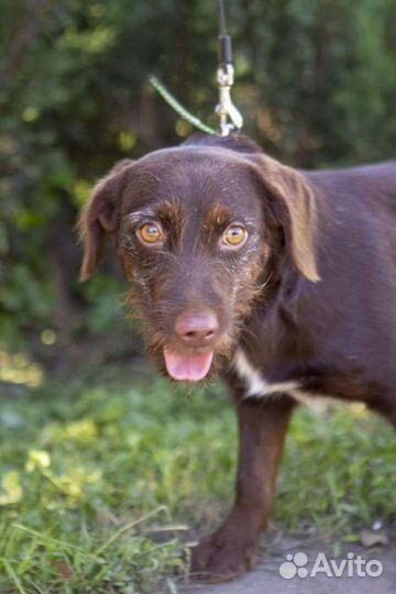 Собака в добрые руки отдам бесплатно