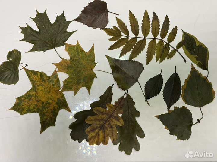 Набор осенние листья стабилизированные