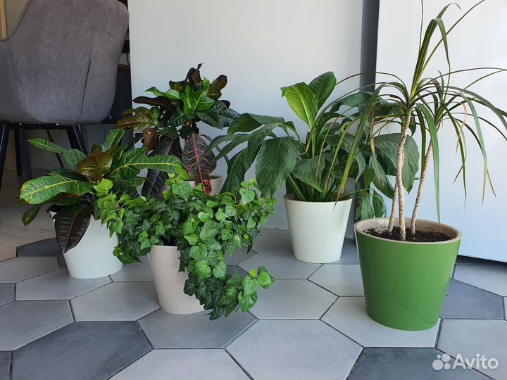 Комнатные растения