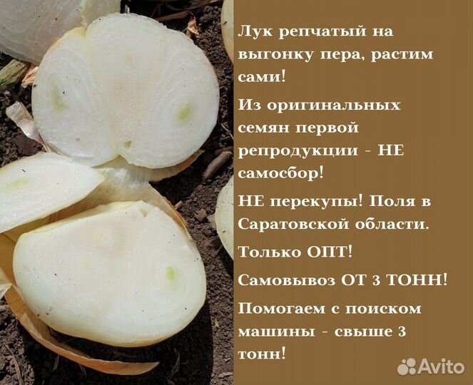 Лук на перо сорт Штутгарт опт от 3 тонн