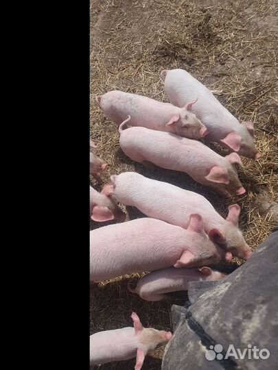 Поросята