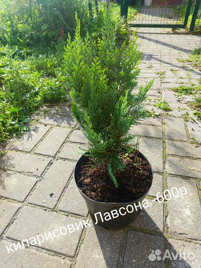 Кипарисовики