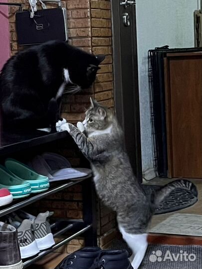 В Добрые руки, кошечку Масю