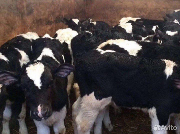 Бычки и телята