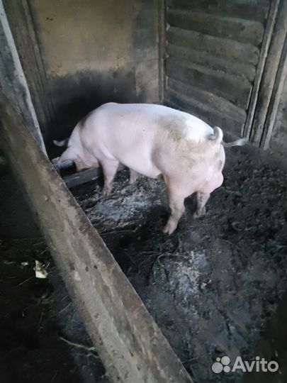 Продам хряка