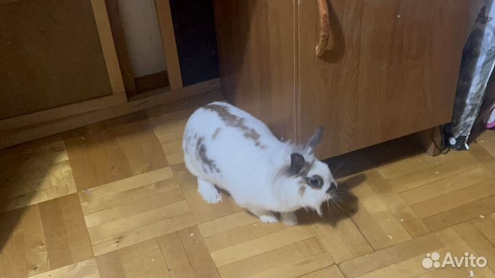 Домашний кролик