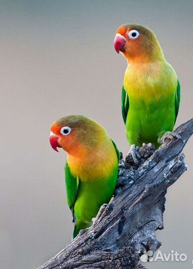 Молодняк Неразлучник Фишер