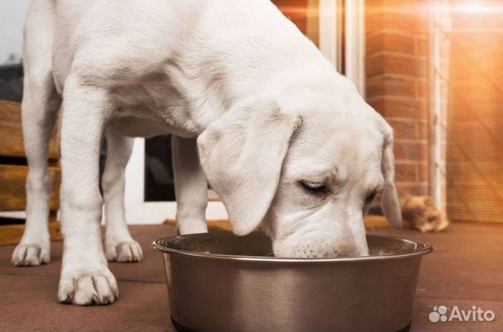 Корм для взрослых собак малых пород