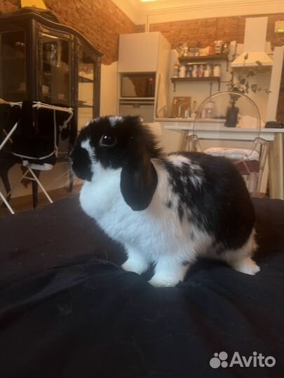 Декоративные кролики