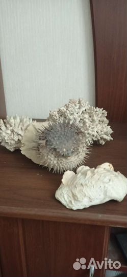 Коллекция морских ракушек, кораллов, рыба фугу