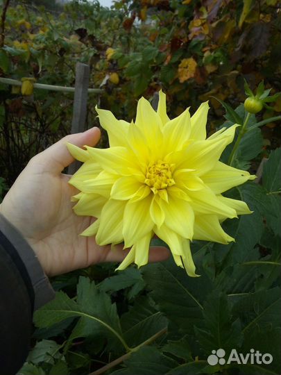 Георгины клубни, канны