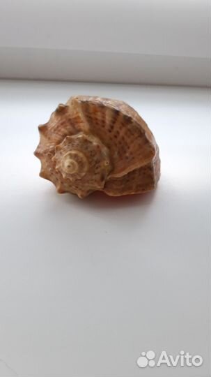 Ракушка с Черного моря