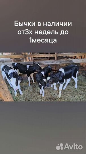 Бычки и быки телята