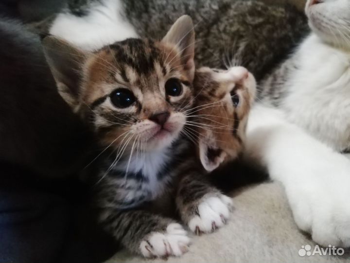 Котята в добрые руки бесплатно
