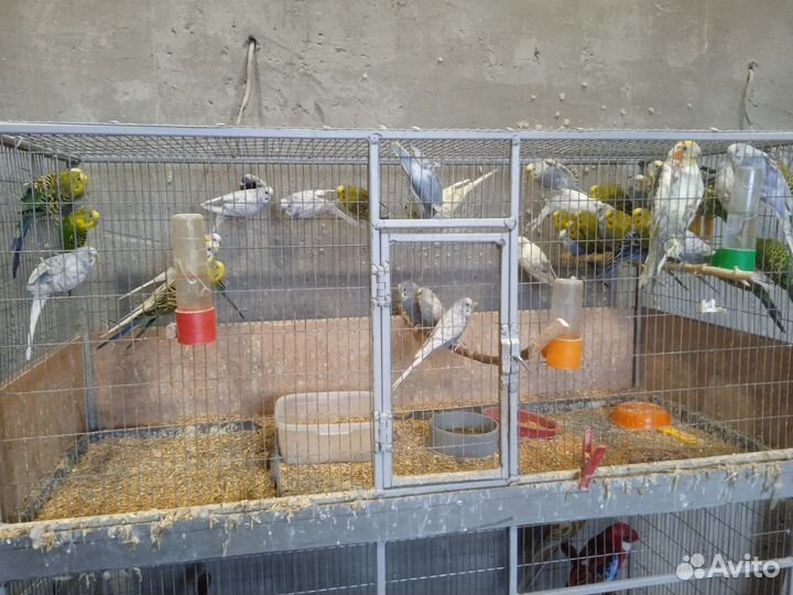 Попугаи, розеллы, певчие