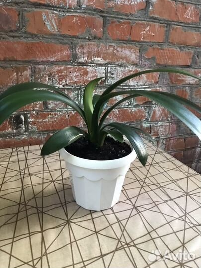 Кливия миниата