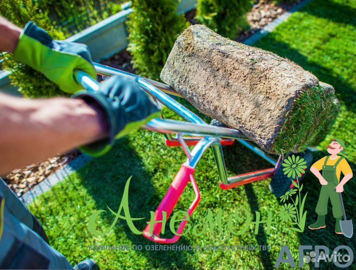 Рулонный газон под ключ