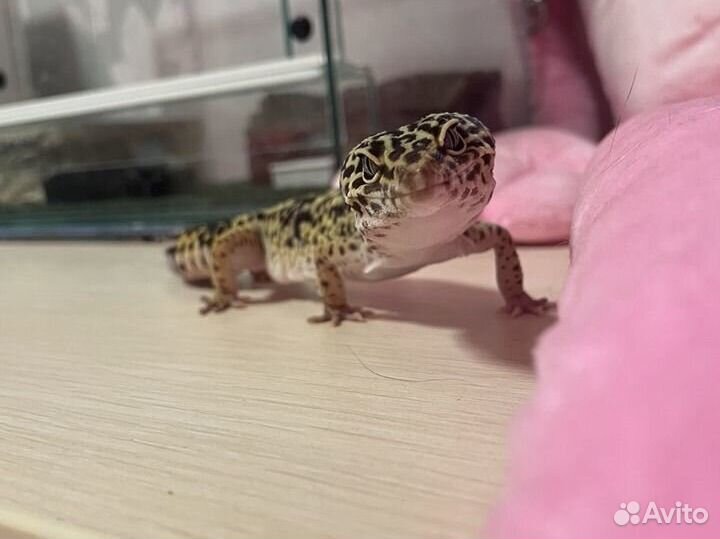 Эублефар геккон с террариумом